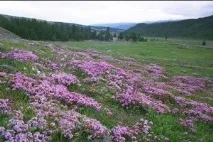 дълголетието дълголетието