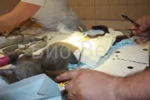котешки