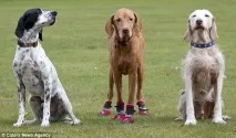 ботуши куче