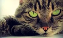 котките котките