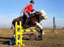 Смішні стрибки на корові стрибки
