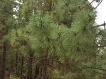 Сосна канарська (Pinus canariensis) - Хвойні дерева - квітковий портал Ваш сад! pinus
