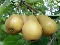 снимка рецензии