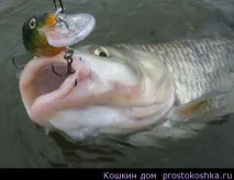 риба тълкуване