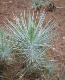Сосна канарська (Pinus canariensis) - Хвойні дерева - квітковий портал Ваш сад! канарська