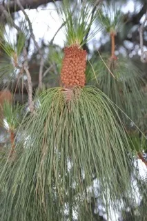 Сосна канарська (Pinus canariensis) - Хвойні дерева - квітковий портал Ваш сад! сосна