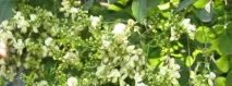Софора японська - Народні засоби та народні рецепти софора