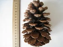Сосна канарська (Pinus canariensis) - Хвойні дерева - квітковий портал Ваш сад! pinus