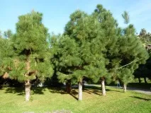 Сосна канарська (Pinus canariensis) - Хвойні дерева - квітковий портал Ваш сад! canariensis