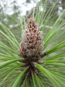 Сосна канарська (Pinus canariensis) - Хвойні дерева - квітковий портал Ваш сад! хвойні