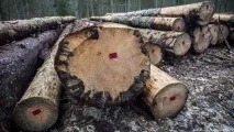 беловежката защо