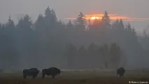 изсича защо