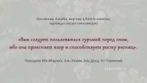 Сурма для очей - забута Сунна! сунна