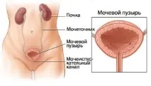пикочния мехур