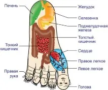 Су Джок терапія очима професіонала, Екологія здоров’я очима