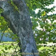 Сушіння деревини яблуні деревини