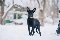 превоз товари тази