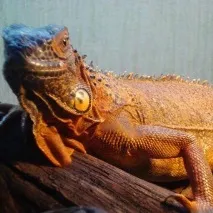 един метър