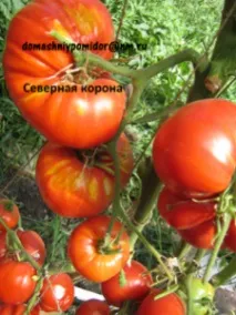 снимки отзиви