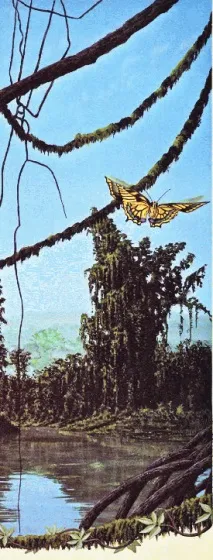 ліси