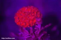 Ультрафіолетова фотографія статті