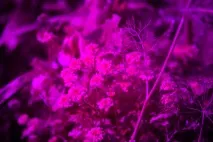Ультрафіолетова фотографія отримати