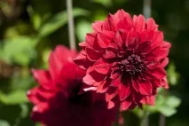 Ультрафіолетова фотографія отримати