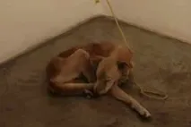 Піс, що помер від голоду, або 1 мільйон надто довірливих надто