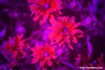 Ультрафіолетова фотографія статті