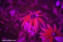 Ультрафіолетова фотографія дуже