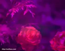 Ультрафіолетова фотографія статті