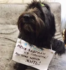 бездомните животни продължение
