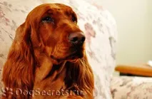 вашия домашен сетер