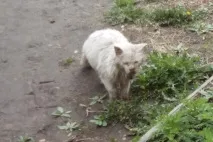 області