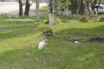амурській