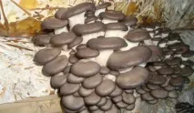 Вирощування грибів як бізнес у домашніх умовах вирощування
