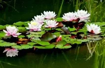 водна народната