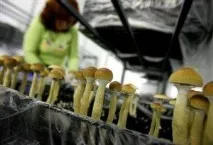 Вирощування грибів як бізнес у домашніх умовах бізнес
