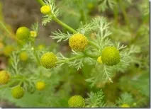 лайки видове