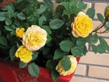 Вирощування домашньої троянди - опис, розмноження, догляд, посадка, фото, застосування в саду, сорти та опис