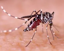 вирусът Зика вируса Zika