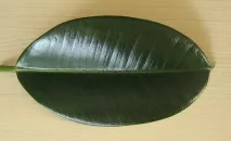 фикусът защо
