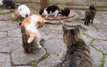 котки върху
