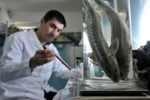 реколта ростовска