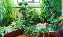 Отруйні домашні рослини рослини