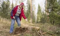 дърва защо