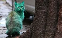 Загадковий зелений кіт, який набув свого забарвлення вельми незвичайним способом набув
