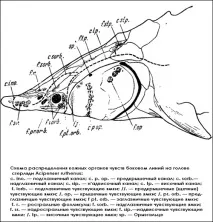 Характеристика стерляді (Acipenser ruthenus), серцева сумка черевна порожнина печінка ruthenus
