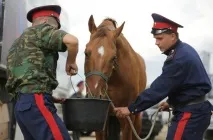 Житель Підмосков’я вирішив дістатися Владивостока на конях житель