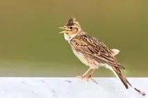 польовий